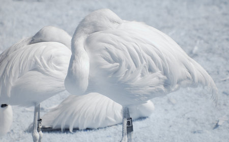 High key white or albino flamingos