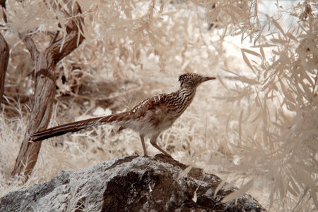 Roadrunner standing on a large boulder looking for food