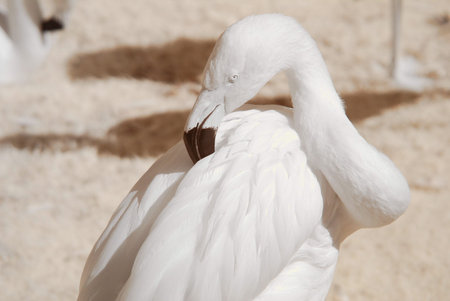 White or albino flamingoの写真素材
