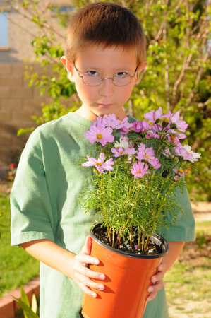 Young boy planting flowers in a gardenの写真素材