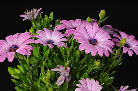 Purple Osteospermum Flowers isolated on blackの写真素材