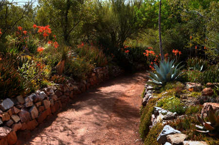 Desert valley trail in the tree forestの写真素材