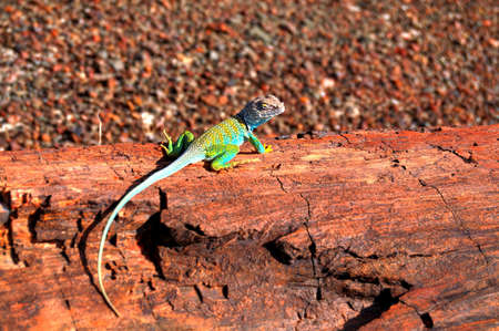 Desert southwest Collared Lizard Crotaphytus collarisの写真素材