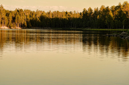 Calm morning at a pine forest lake