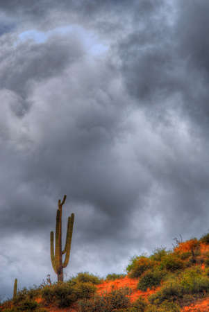 A dark storm forming over a Saguaro cactusの写真素材