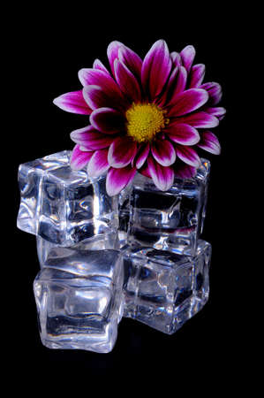 Flower and ice cubes isolated over blackの写真素材