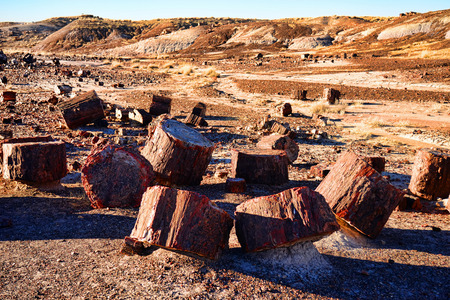 Stone trees in the petrified forest Arizonaの写真素材