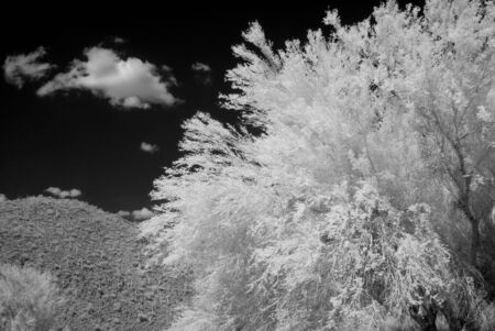 Serene and ancient trees in a forestの写真素材