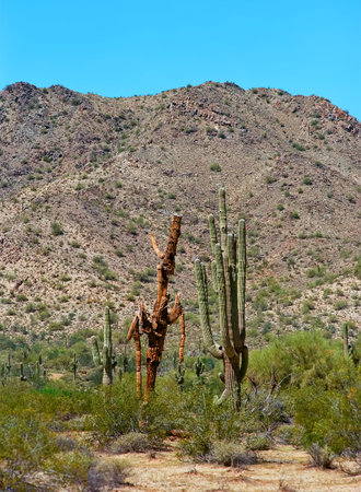 Saguaro Cactus cereus giganteus in Arizona desertの写真素材