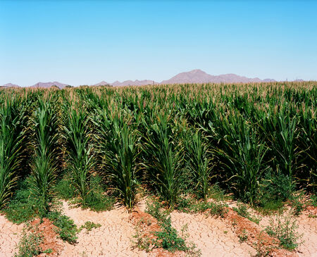 Irrigated corn field in the south west USA desertの写真素材