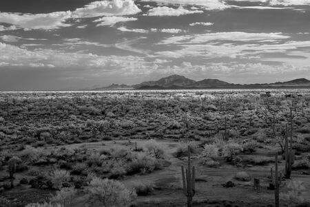 The Sonora desert in central Arizona USAの写真素材