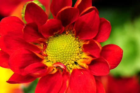 Macro of a red flower showing center detailの写真素材