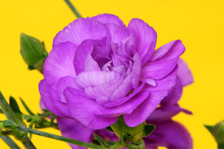 Flower macro isolated over a yellow backgroundの写真素材