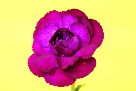 Flower macro isolated over a yellow background