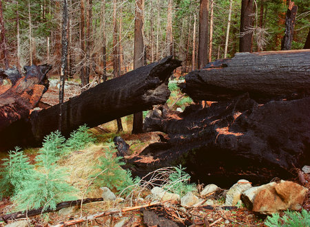 Burnt Giant Sequoia in the Yosemite National Park