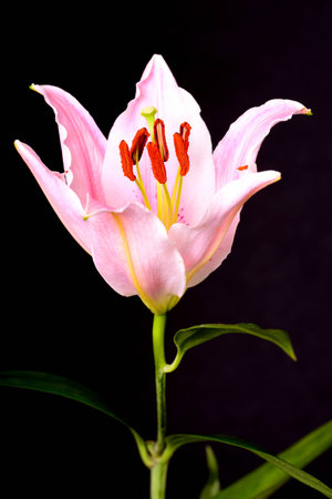 Pink flower closeup isolated over a black backgroundの写真素材