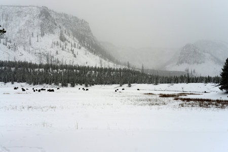 American bison herd in snowing Yellowstone National Park in winterの写真素材