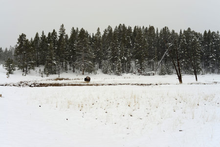 American bison in snowing Yellowstone National Park in winterの写真素材