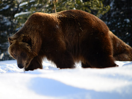 Grizzly bear walking across the snow packの写真素材