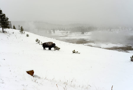 American bison in snowing Yellowstone National Park in winterの写真素材