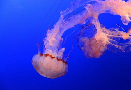 Medusa jellyfish floating and swimming in the blue oceanの写真素材
