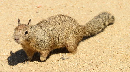 Close up view of California Ground Squirrel (Otospermophilus beecheyi)の写真素材