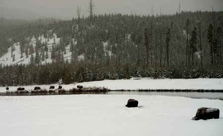 American bison herd in snowing Yellowstone National Park in winterの写真素材