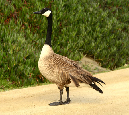 Canada goose profile on sand with green succulent backgroundの写真素材