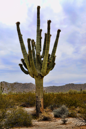 Saguaro Cactus cereus giganteus in Arizona Sonora desert San Tan mountainsの写真素材