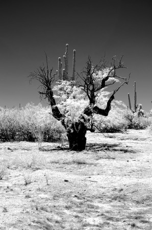 The Sonora desert in central Arizona USA in monochrome infraredの写真素材