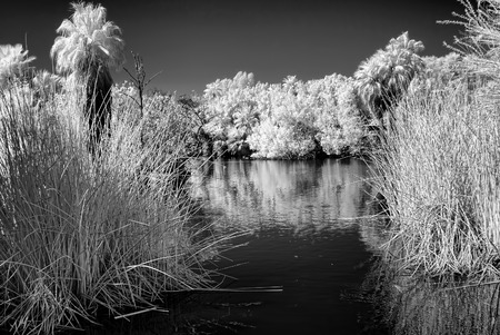 Infrared Monochrome jungle lagoon with palm treesの写真素材