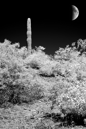 Infrared monochrome desert moon over the southwestern USA Sonora desert Arizona and mountainsの写真素材