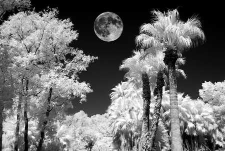 Infrared Monochrome jungle lagoon with palm trees and full moonの写真素材