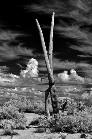 Sonora desert in Infrared with saguaro cactus central Arizona USAの写真素材
