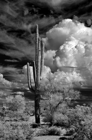 Sonora desert in Infrared with saguaro cactus central Arizona USAの写真素材
