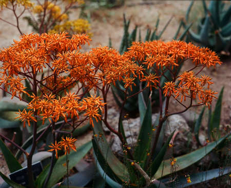 Red flowers of aloe vera plant in Arizonaの写真素材