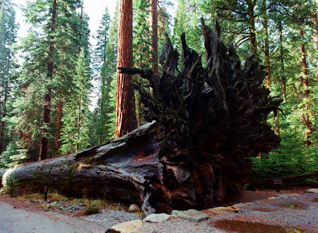 Giant Sequoias redwood trees in Yosemite Californiaの写真素材