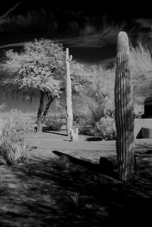 The Sonora desert in central Arizona USA with saguaro and cholla cactusの写真素材