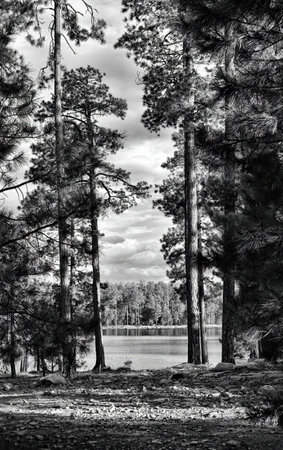 Monochrome of Cloudy day at Woods Canyon Lake in White mountains of Arizonaの写真素材