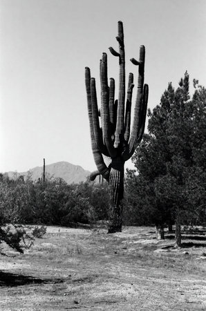 Cacti in the Sonora desert in central Arizona USAの写真素材