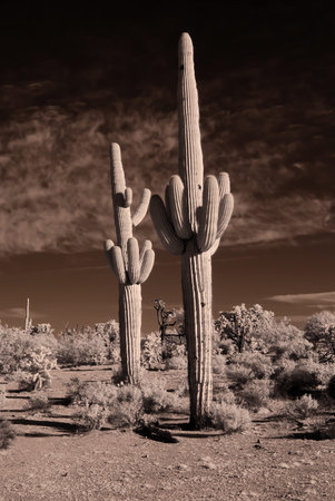 The Sonora desert in infrared central Arizona USA with saguaro and cholla cactus sepia tonedの写真素材