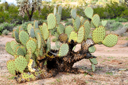 Large and widespread green prickly pear cactusの写真素材