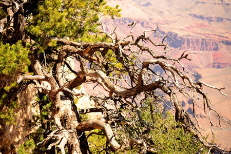 Late afternoon in the Grand Canyon Arizona with a brave pinon pine tree on edgeの写真素材