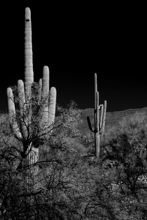 The Sonora desert in infrared central Arizona USA with saguaro and cholla cactusの写真素材