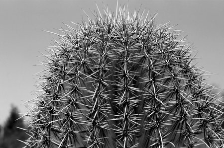 Black and white film image Arizona Barrel Cactus Ferocactus wislizenii close upの写真素材