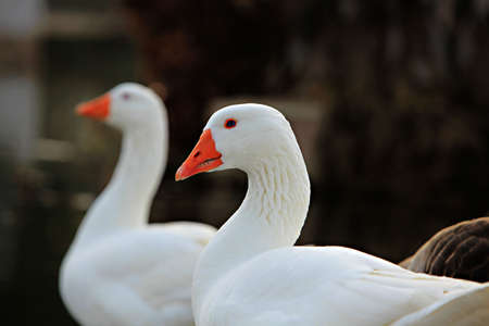 Two Geese by the lakeの写真素材