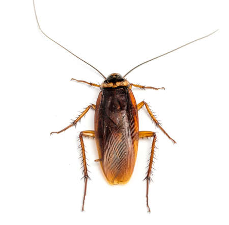 Top view of a dead cockroach isolated on white background.の写真素材