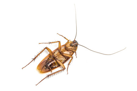Top view of a dead cockroach isolated on white background.