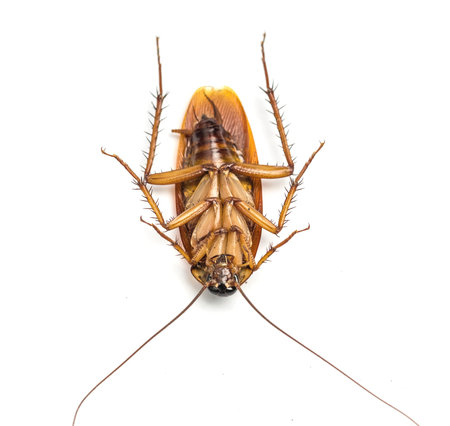 Top view of a dead cockroach isolated on white background.