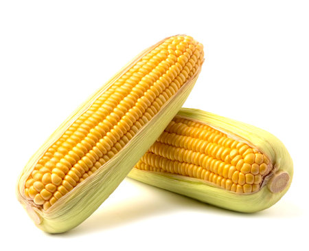 ripe corn on the cob isolated on white background.